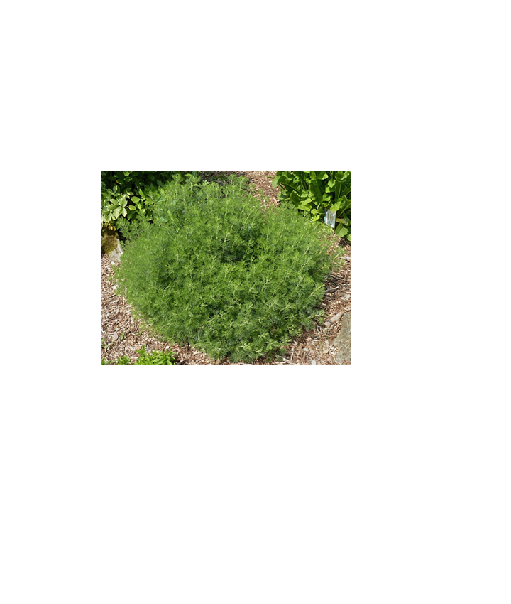 Cola fűszernövény (Istenfa) Artemisia abrotanum