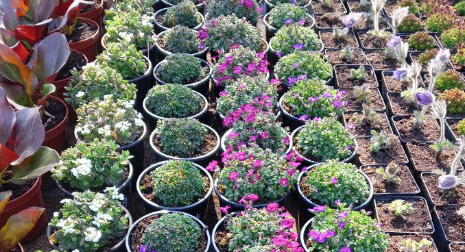 Kora tavaszi növények - 2026. március