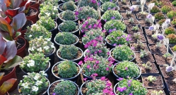 Kora tavaszi növények - 2026. március